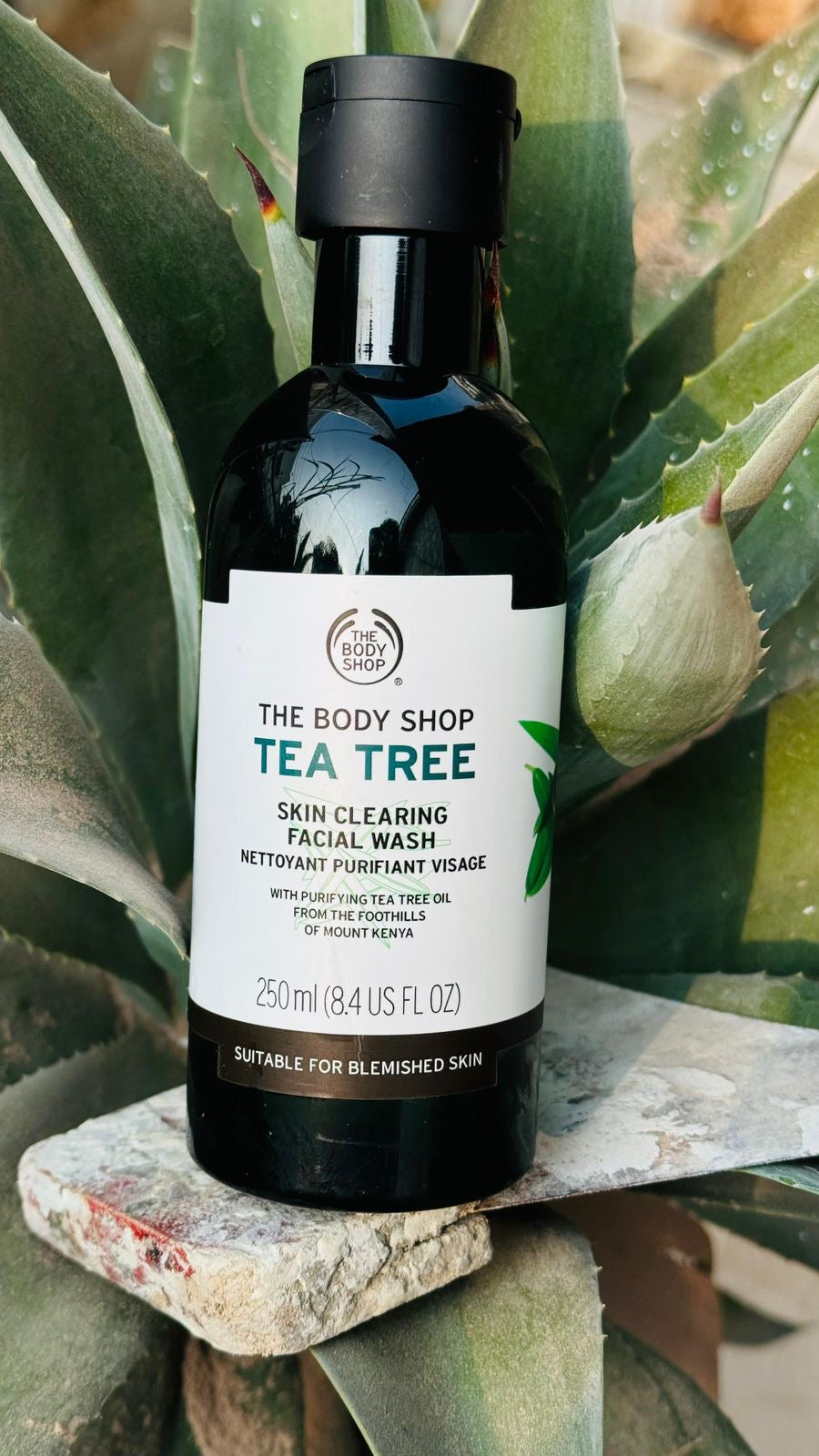 Tea tree